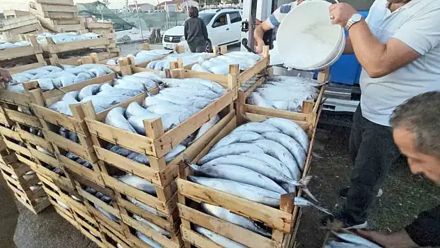 Kastamonu'da palamut bereketi: Kiloluk palamutlar 40 TL'ye satılıyor