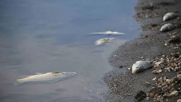 Kastamonu'da su seviyesi düşen barajda ölen balıklar kıyıya vurdu