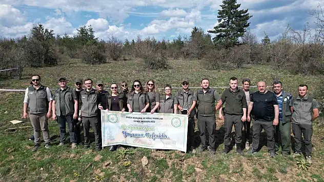 Kastamonu'da yaban hayatı için ormanlık alana fidan dikildi