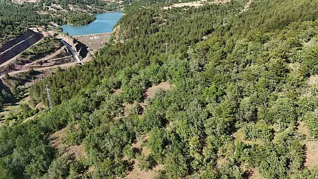 Kaybolan hayvanlar için dronla umut arayışı