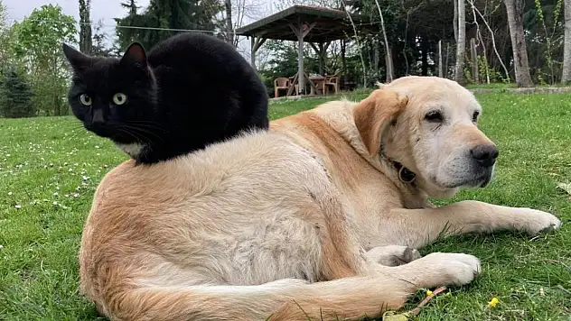 Kedi köpek maması ihracatı bin tonu geçti