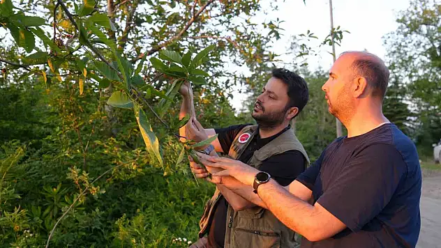 Kestane ağaçlarını kurutan gal arısıyla mücadele sürüyor: Kestane balında verimin artması bekleniyor