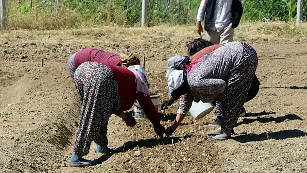Safranın yeni sezon dikimi başladı