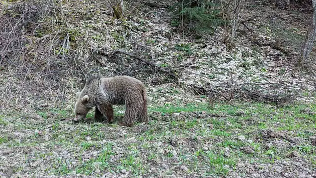 Kış uykusundan uyanan ayılar, ormanlık alanda beslenirken görüntülendi