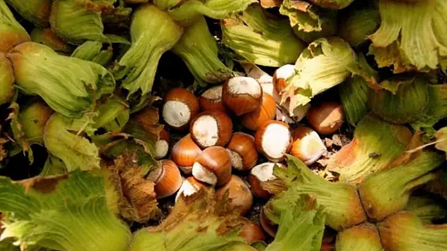 Komşuda fındık yevmiyeleri belli oldu