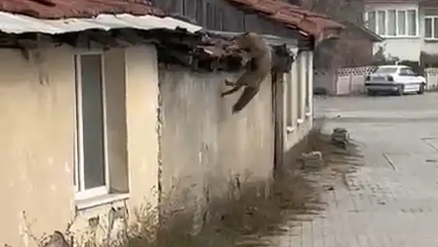 Köpek seslerini duyan tilkinin yaşadığı panik kamerada