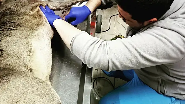 Yaralı karaca, tedavisinin ardından doğaya salındı