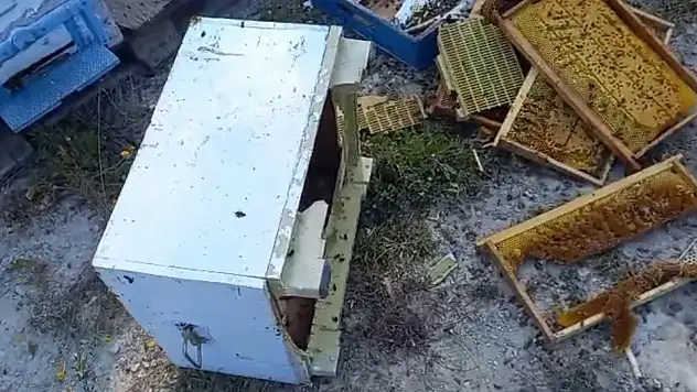 Kovanlarına ayı saldırdı: