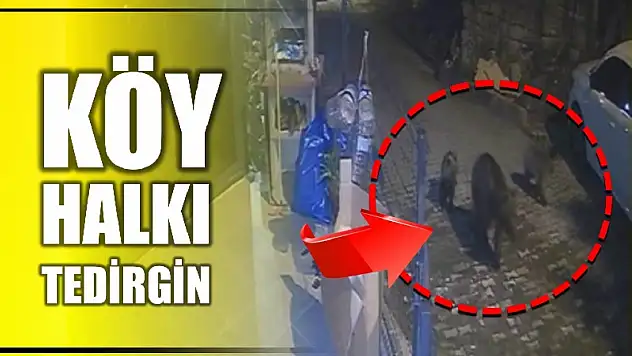 Köylere inen ayılar tedirgin ediyor