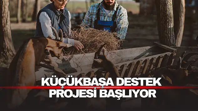 150 bin baş küçükbaş dağıtılacak