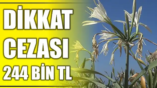 Kum zambaklarını koparmanın cezası 244 bin TL