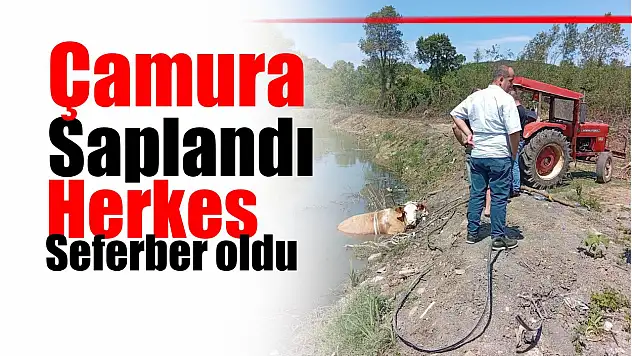 Kurtarmak için seferber olundu