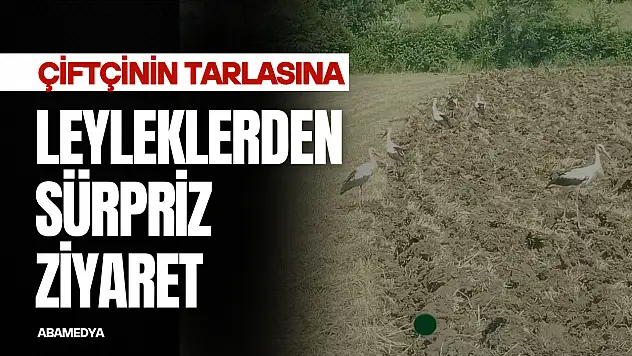 Leyleklerden Sürpriz Ziyaret