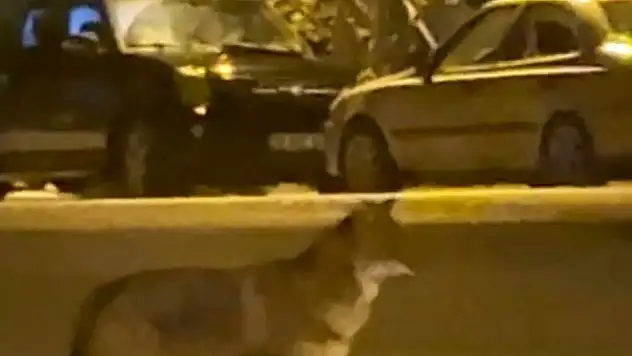 Mahallede yiyecek arayan tilki kamerada