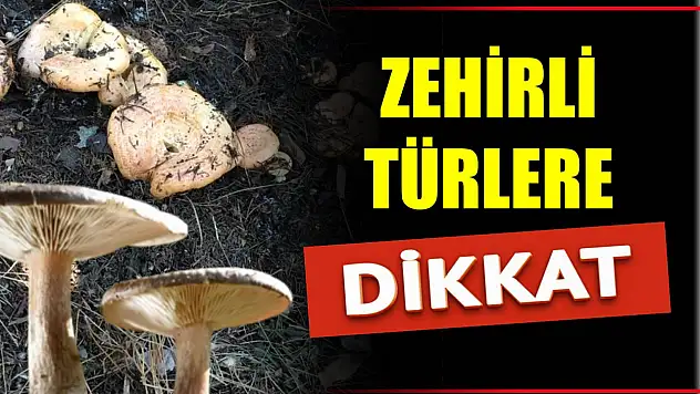 Mantar hayatınızı karartmasın