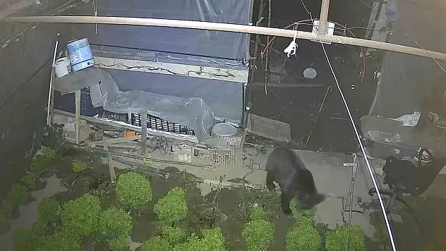 Marul çadırında şaşırtan misafir: Yavru ayı iki gecedir marul ziyafeti çekiyor