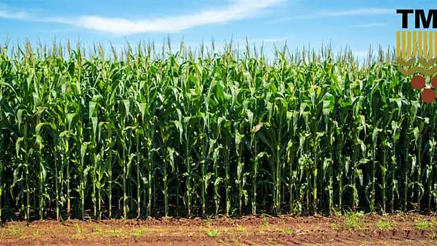 Mısır alım fiyatları belli oldu