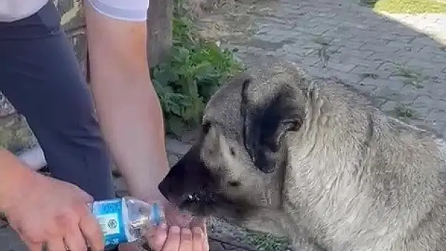 Muhtardan insanlık dersi