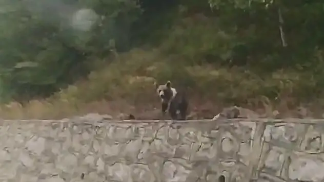 Nadir görülen alaca ayıyı telefonuyla görüntüledi