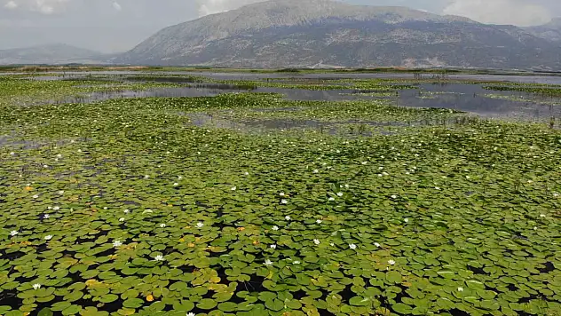 Nilüfer deryası Işıklı Gölü ziyaretçi akınına uğruyor
