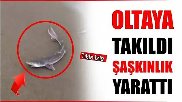 OLTAYA KÖPEK BALIĞI TAKILDI
