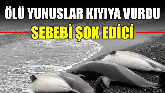 Ölü yunuslar kıyıya vurdu