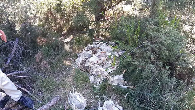 Orman içine ölü tavukları attılar: Pis koku ve çevre kirliliği tepkiye neden oldu