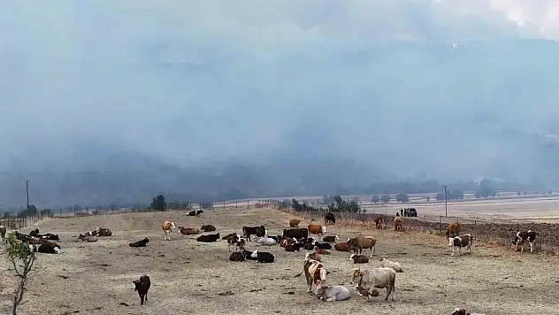 Orman yangını köye yaklaştı, hayvanlar güvenli alanda bekletiliyor