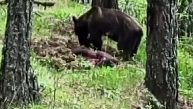 Ormanda avladığı domuzla beslenen ayı kameraya yansıdı