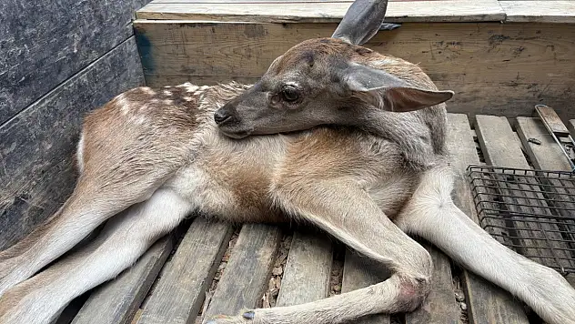 Ormanlık alanda bulunan yaralı geyik tedavi altına alındı