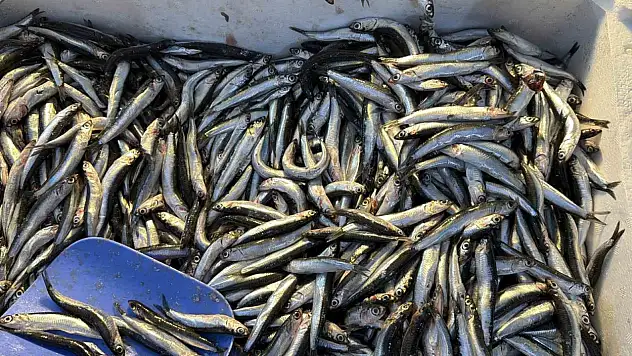 Palamut Gürcistan'a kaçınca tezgahlar hamsiyle doldu