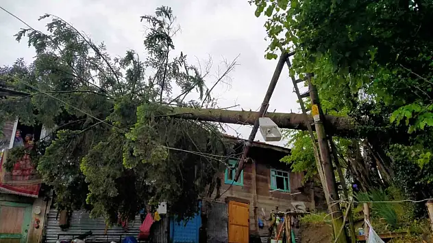 Rüzgarın devirdiği ağaç evde hasara yol açtı