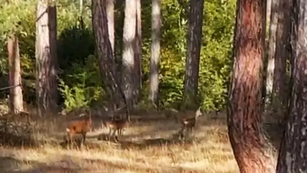 Safranbolu'da anne karaca ve yavruları görüntülendi