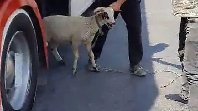 Sahibinden kaçan koç kara yolunu birbirine kattı