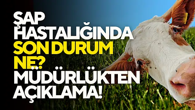 Şap Hastalığında Son Durum Ne?