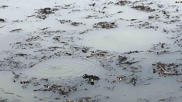 Sapanca Gölü'nden sonra bir korkutan görüntü de Efteni Gölü'nde oluştu