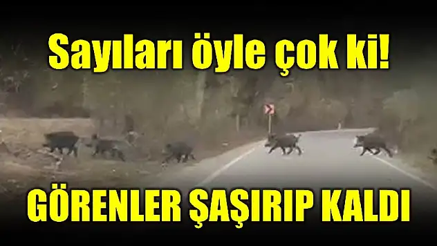 Sayıları öyle çok ki