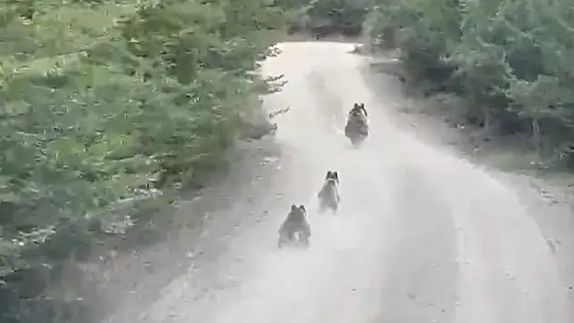 Seyir halindeki aracın önüne çıkan ayı ve yavruları kamerada