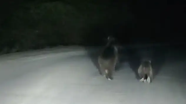 Seyir halindeki otomobilin önüne ayı çıktı