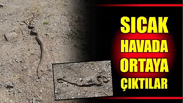 Sıcaklıklarla birlikte yılan sayısında artış