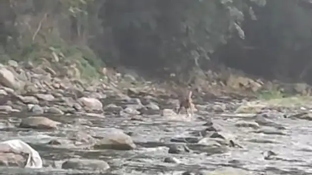 Sıcaktan bunalan karaca serinlemek için girdiği derede görüntülendi