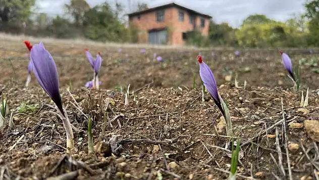 Soğuk hava dünyanın en pahalı baharatında erken çiçek açtırdı