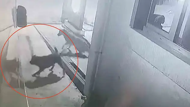 Sokak köpekleri karavanın tamponunu parçaladı