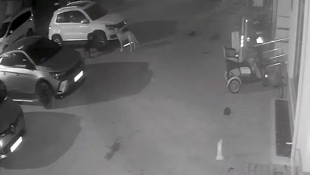 Sokak köpekleri park halindeki aracı parçaladı: O anlar kamerada