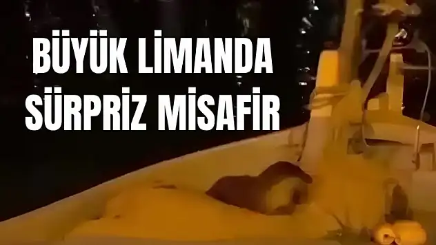 Teknede oynarken görüntülendi