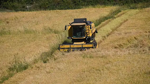 Tescilli Tosya pirincinin hasadı başladı