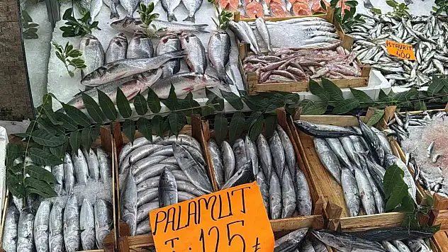 Tezgahta Palamut bolluğu