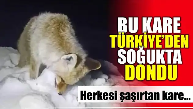 Tilki ayakta dondu
