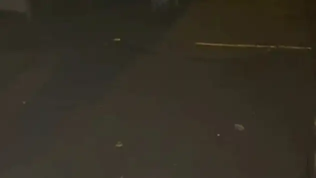 Tilkiler mahalleyi mesken tuttu