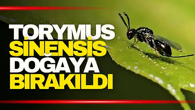 Gal Arısı ile mücadele edecekler